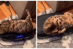Кошка нашла себе вибромассажер
