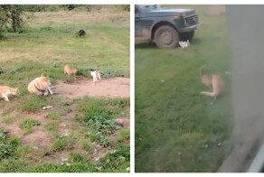 Пушистая банда провернула&nbsp;очередное дело