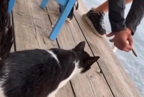 Мужчина пнул кота в море и получил штраф