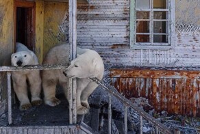 Белые медведи поселились на заброшенной советской станции