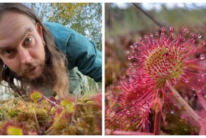 В средней полосе России растёт хищная росянка, которая ловит насекомых на болотах