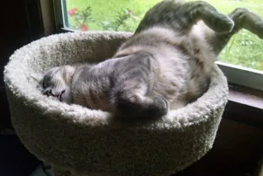 20 пушистых созданий, способных уснуть в немыслимых местах и позах