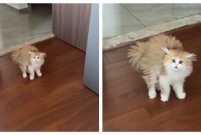 Реакция кошки на новую прическу хозяйки