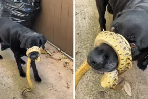 Морда собаки застряла в&nbsp;"объятиях" змеи