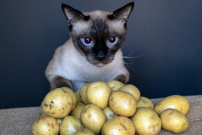 Кошка и картошка: 22 милых снимка, демонстрирующих единство приятного и полезного