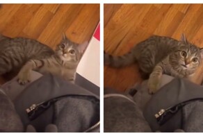 Реакция кошки на кошачью мяту