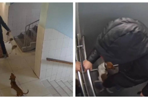 Женщина избила собаку в лифте в Москве