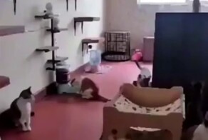 Внезапная кошачья паника