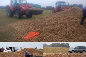 В Польше люди украли 150 тонн урожая у фермера из-за фейка в соцсетях
