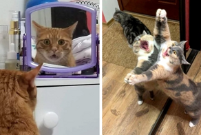15 фотографий, которые доказывают, что котики и зеркала — это идеальное сочетание