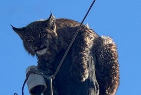 В Забайкалье рысь застряла на столбе