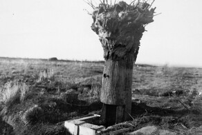 Необычные стратегические перевоплощения обычных деревьев