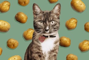 Кошка, которая обожает картошку