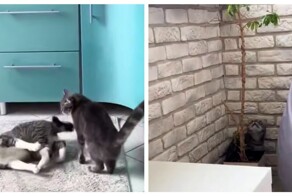 Девушка, страдающая котоголизмом