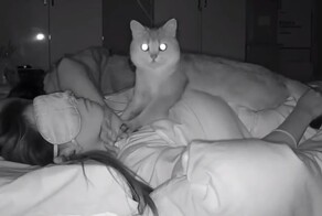 Бессонная ночь кота-массажиста