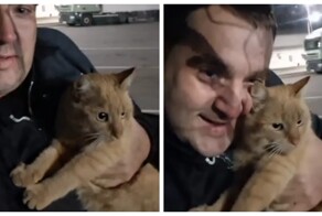 Дальнобойщик развелся с женой из-за пропавшего кота