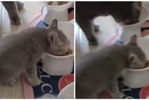 Заводила котёнка, а получила "мясорубку"