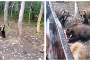 Мужчины подкармливают медведей в лесу