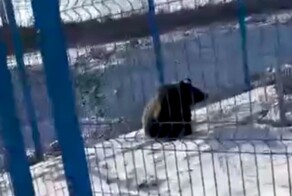 Бесстрашный охранник на космодроме Восточный помог заблудившемуся медведю