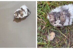 Женщина нашла в луже котёнка