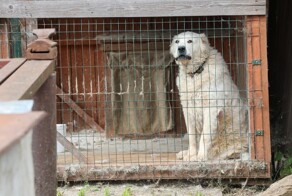 Разъярённый алабай едва не загрыз жительницу Ростова, её спас мужчина с палкой