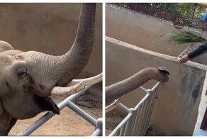 Слон из китайского зоопарка вернул кепку туристу и станцевал от радости