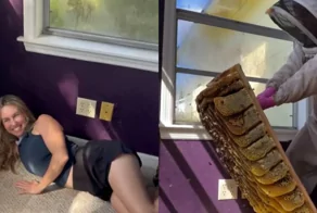 Сладкая находка: под полом дома обнаружили пчелиное царство