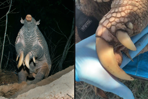 Гигантский броненосец: превратил свои лапы в клешни, из-за которых больше не может нормально ходить