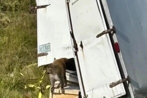 В США сбежали заражённые герпесом, гепатитом и коронавирусом обезьяны