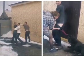 Когда драка выходит из-под контроля: вмешалась даже собака