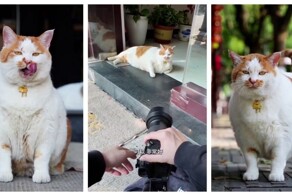 Парень решил устроить фотосессию уличному коту