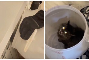 Операция “Батарея”: спасение кота Константина, который был против