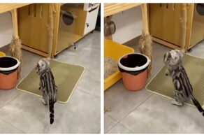 Пушистая номинантка на премию «Мать года»