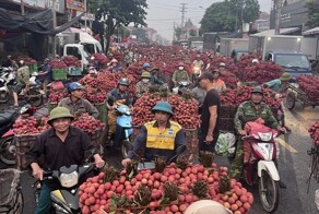 Фруктовая магистраль Вьетнама: как тысячи мотоциклов везут личи
