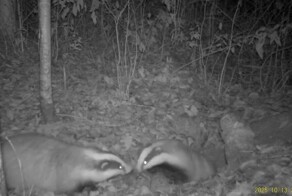 Семейная ссора барсуков