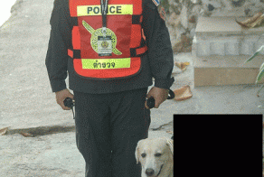 Опасные псы в Таиланде (2 фото)