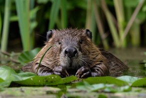 Неравнодушные люди спасли бобра, который придавил себе хвост стволом дерева