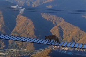 Лиса прогулялась по подвесному мосту