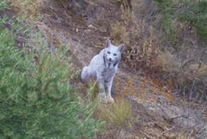 Редчайшая пиренейская рысь со светлой шерстью впервые снята на видео в Испании