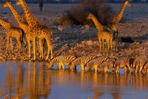 Водопой: место максимальной опасности в Африке