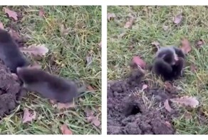 Драка двух кротов