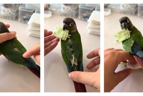 Женщина показала, как меняет подгузник попугаю