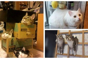 35 доказательств, что котикам везде удобно
