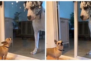 Когда ты смелый только за стеклом