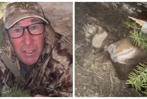 Безумие в прямом эфире: мужчина залез в берлогу спящей медведицы