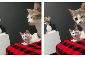 Коту сделали глазную операцию, и теперь второй питомец прикрывает свой глаз, подражая ему