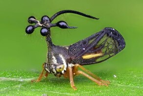 Бразильская горбатка: одно из самых необычных насекомых в мире