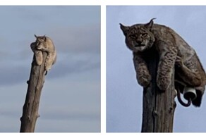В Забайкалье стая собак загнала рысь на столб