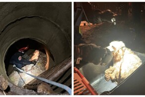 Спасение собаки из колодца в Москве