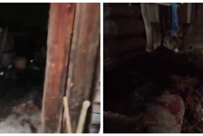 Медведь занял зимовье охотника